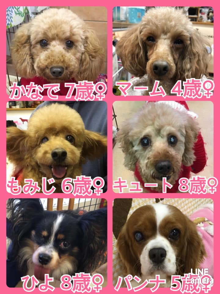 🐾今日の里親様募集中ワンコ🐶メンバーです🐾2020,12,13